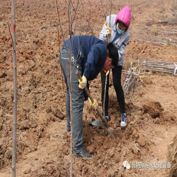 貝特環保開展“積極參加義務植樹，建設美麗貝特環保”活動